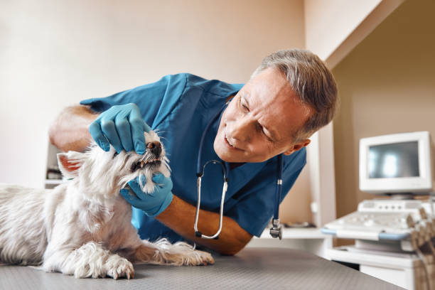 Best Emergency Dental Care for Broken or Chipped Teeth in Warson Woods, MO